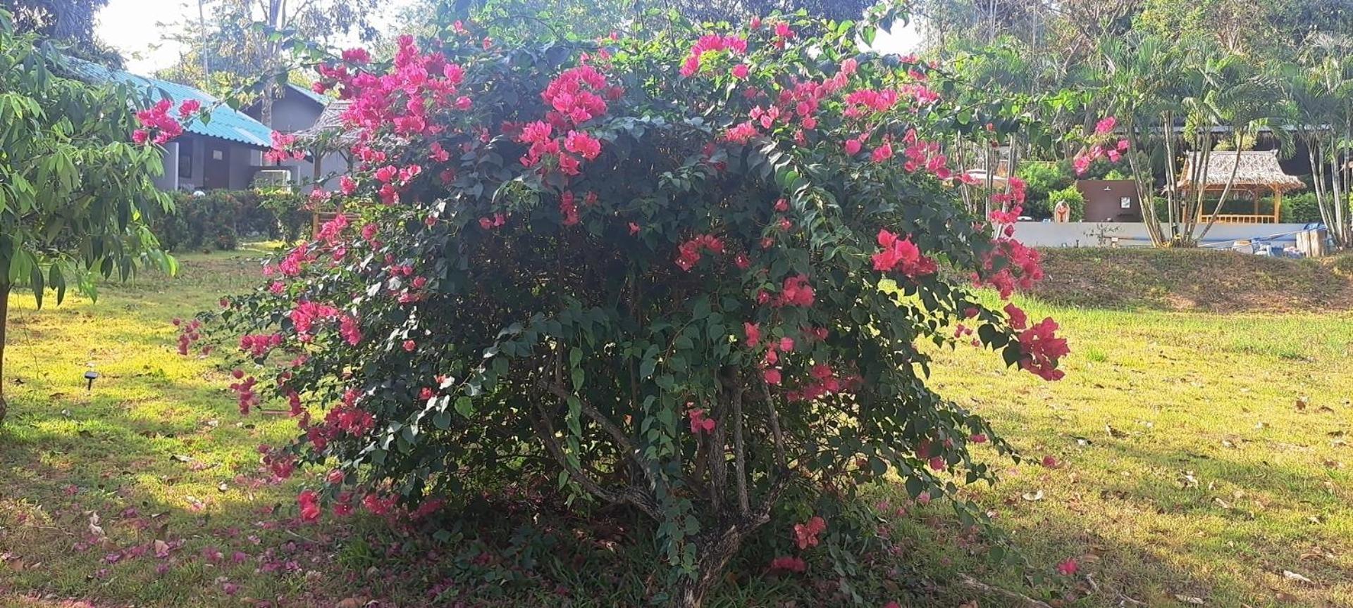 Siam Flora Resort Ko Lanta 客房 照片