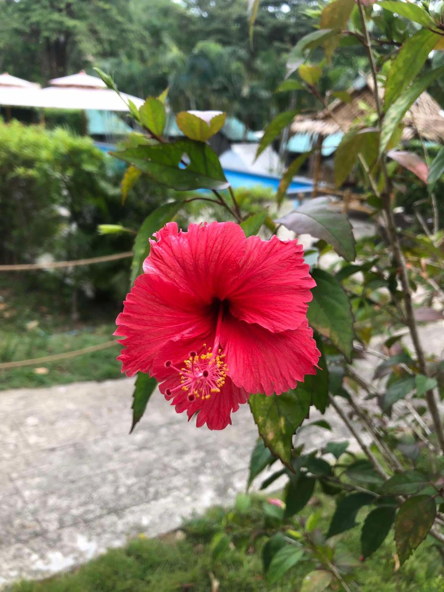 Siam Flora Resort Ko Lanta 外观 照片